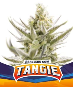 Tangie XXL Auto - Autofiorenti Femminizzati