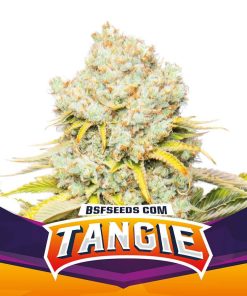 Tangie - Femminizzati Stagionali
