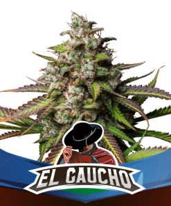 El Gaucho Faster Flowering - Femminizzati Stagionali