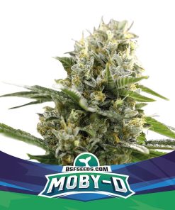 Moby D XXL Auto - Autofiorenti Femminizzati