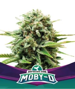 Moby D - Femminizzati Stagionali