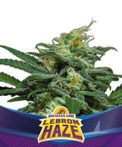 Lebron Haze XXL Auto - Autofiorenti Femminizzati