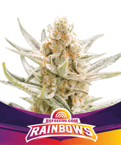 Rainbows - Femminizzati Stagionali