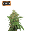 ak420 autoflower
