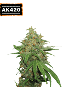 ak420 autoflower