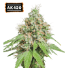 ak420 femminizzata