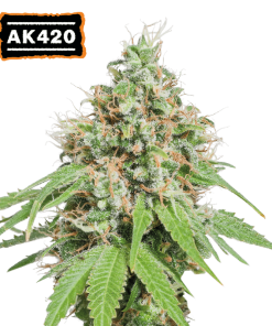 ak420 femminizzata
