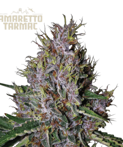 amaretto tarmac auto