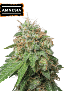 amnesia autofiorenti