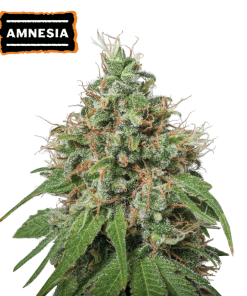 amnesia femminizzata