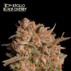 apollo black cherry auto