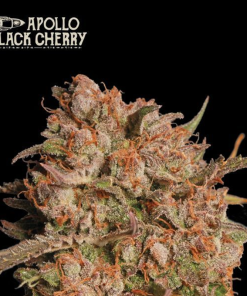 apollo black cherry auto