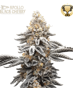 apollo black cherry fem
