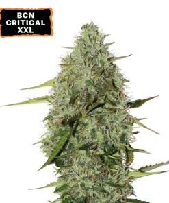 bcn critical xxl autofiorenti