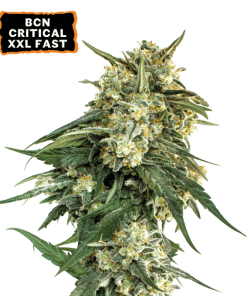 bcn critical xxl fast femminizzata