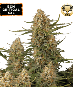 bcn critical xxl femminizzata