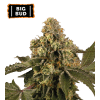 big bud autofiorenti