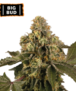 big bud autofiorenti