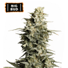 big bud femminizzata