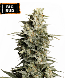 big bud femminizzata