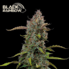 black rainbow auto