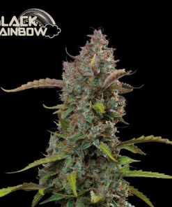 black rainbow auto