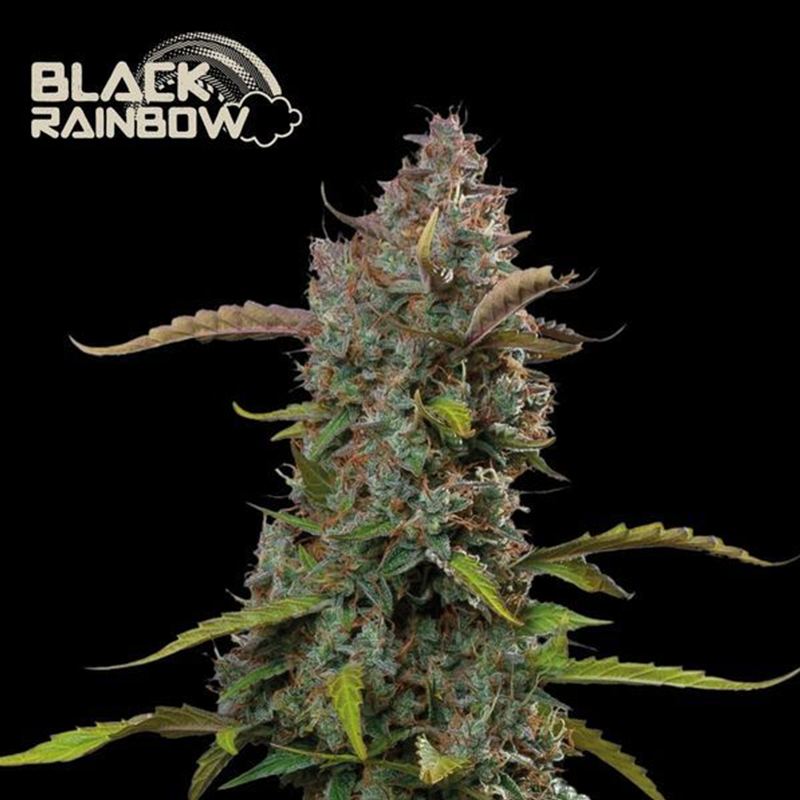 black rainbow auto