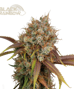 black rainbow fem