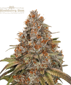 blackberry gum autofiorenti