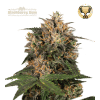 blackberry gum femminizzata