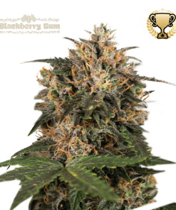 blackberry gum femminizzata