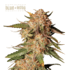 blue moby auto
