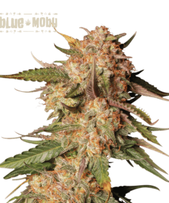 blue moby auto