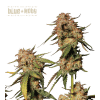 blue moby fem