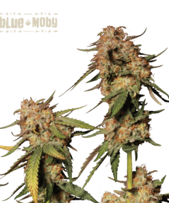 blue moby fem