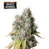 bruce banner auto