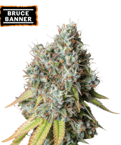 bruce banner auto