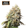 bruce banner fem