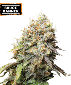 bruce banner fem