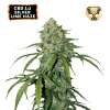 cbd 11 silver lime haze autofiorenti