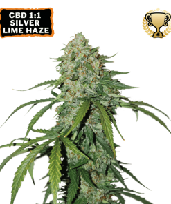 cbd 11 silver lime haze autofiorenti