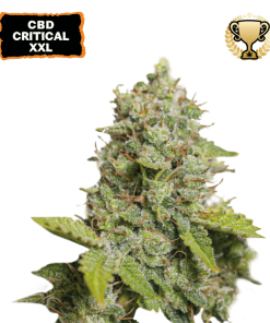 cbd critical xxl auto
