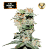 cbd critical xxl femminizzata
