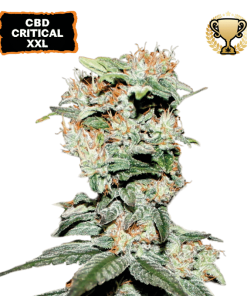 cbd critical xxl femminizzata