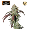 cbd northern lights femminizzata