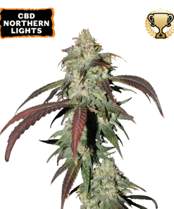 cbd northern lights femminizzata