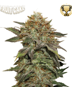 fruit cake femminizzata