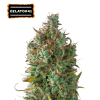 gelato 41 autofiorenti