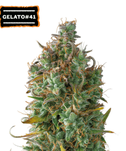 gelato 41 autofiorenti