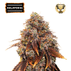 gelato 41 femminizzata